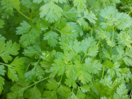 Cerfeuil 60G Cat 1 (à la botte)