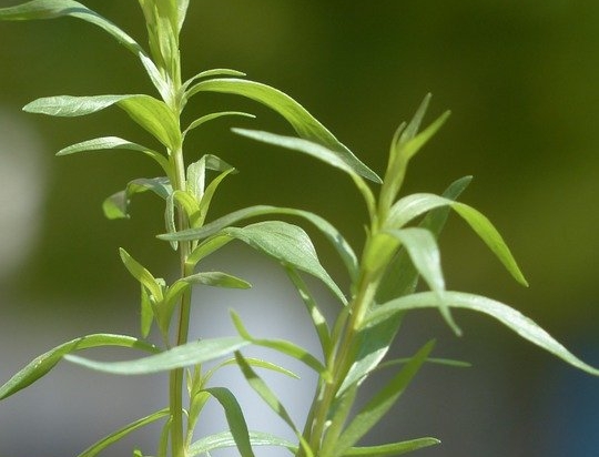 Estragon 40g Cat 1 (à la botte)