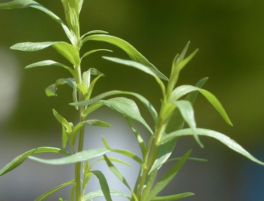 Estragon  (botte 30g)