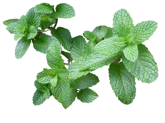 Menthe 40G Cat 1 (à la botte)                                       