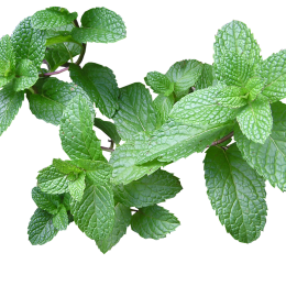 Menthe (botte 30g)