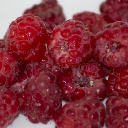 Framboise Cat 1 (barquette 125g)                        