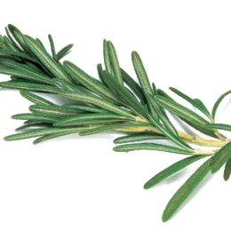 Romarin 60G Cat 1 (à la botte)                                     