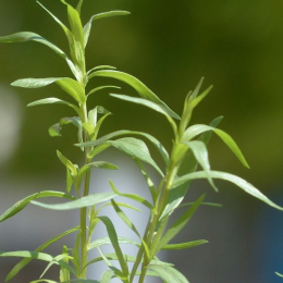 Estragon  (botte 30g)