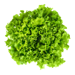 Batavia 450G+  ** Bio **  (au colis de 12 pièces)
