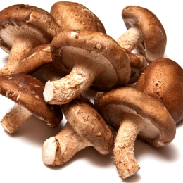Champignon Shiitake (Lentin de Chêne) Cat 1 (au colis de 2kg)  